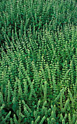 Herb, herbs, basil, lemon-scented, ocimum, citriodorum, ocimum citriodorum,