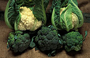 Vegetable, vegetables, cauliflower, cauliflowers, Cruciferae, Brassica, Brassica oleracea, oleraceae, brocolli,