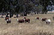 Australia, SA, SOUTH AUSTRALIA, Cow, Cows, animal, animals, cattle, meat industry, meat trade.