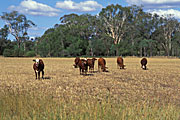 Australia, qld, queensland, Cow, Cows, animal, animals, cattle, meat industry, meat trade.