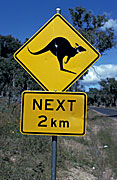 Sign, signs, road, road sign, road signs, kangaroo, kangaroos,