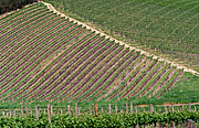 Agriculture, Australia, Fruit, Grape, Grapes, Vine, vines, vineyard, vineyards, grapevine, grapevines, grape vine, grape vines, vitis, industry, wine, wine industry, rural, rural scene, rural scenes, sa, south australia, aerial, aerials, adelaide.