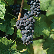 Agriculture, Australia, Fruit, Grape, Grapes, Vine, vines, vineyard, vineyards, grapevine, grapevines, grape vine, grape vines, vitis, industry, wine, wine industry, rural, rural scene, rural scenes.