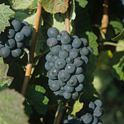 Agriculture, Australia, Fruit, Grape, Grapes, Vine, vines, vineyard, vineyards, grapevine, grapevines, grape vine, grape vines, vitis, industry, wine, wine industry, rural, rural scene, rural scenes.