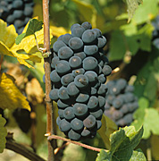 Agriculture, Australia, Fruit, Grape, Grapes, Vine, vines, vineyard, vineyards, grapevine, grapevines, grape vine, grape vines, vitis, industry, wine, wine industry, rural, rural scene, rural scenes.