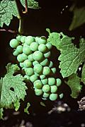 Agriculture, Australia, Fruit, Grape, Grapes, Vine, vines, vineyard, vineyards, grapevine, grapevines, grape vine, grape vines, vitis, industry, wine, wine industry, rural, rural scene, rural scenes.