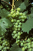 Agriculture, Australia, Fruit, Grape, Grapes, Vine, vines, vineyard, vineyards, grapevine, grapevines, grape vine, grape vines, vitis, industry, wine, wine industry, rural, rural scene, rural scenes.