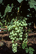 Agriculture, Australia, Fruit, Grape, Grapes, Vine, vines, vineyard, vineyards, grapevine, grapevines, grape vine, grape vines, vitis, industry, wine, wine industry, rural, rural scene, rural scenes.