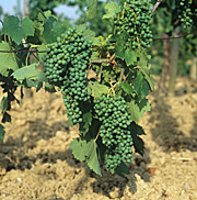Agriculture, Australia, Fruit, Grape, Grapes, Vine, vines, vineyard, vineyards, grapevine, grapevines, grape vine, grape vines, vitis, industry, wine, wine industry, rural, rural scene, rural scenes.
