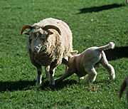 Animal, animals, sheep, rural, rural scene, rural scenes, ewe, ewes.