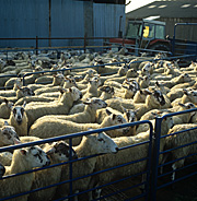 Animal, animals, sheep, rural, rural scene, rural scenes, ewe, ewes, bath, baths, dip, dips, dipping, parasite, parasites, pen, pens.