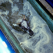 Animal, animals, sheep, rural, rural scene, rural scenes, ewe, ewes, bath, baths, dip, dips, dipping, parasite, parasites.