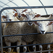 Animal, animals, sheep, rural, rural scene, rural scenes, lamb, lambs, meat, meat industry, pen, pens.