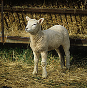 Animal, animals, sheep, rural, rural scene, rural scenes, lamb, lambs, meat, meat industry.