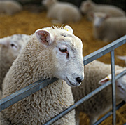 Animal, animals, sheep, rural, rural scene, rural scenes, lamb, lambs, meat, meat industry, pen, pens.