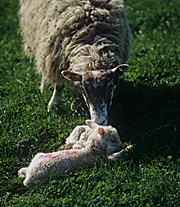 Animal, animals, sheep, rural, rural scene, rural scenes, ewe, ewes, lamb, lambs, meat, meat industry.