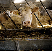 Farming, Farmland, farm, farms, Agriculture, Livestock, animal, animals, animal, animals, cattle, meat industry, meat trade, meat industry, meat trade, Cow, Cows, charolais, charolais cattle, charolais cow, charolais cows.