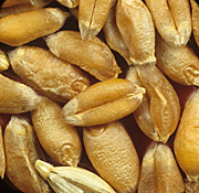 Wheat, grain, grains.