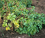 Disease, diseases, plant disease, plant diseases, vegetable, vegetables, potato, potatoes, wilt, wilts, verticillium, albo, albo-atrum, necrosis.