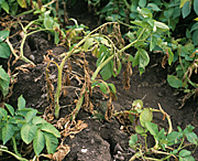 Disease, diseases, plant disease, plant diseases, vegetable, vegetables, potato, potatoes, wilt, wilts, verticillium, albo, albo-atrum, necrosis.