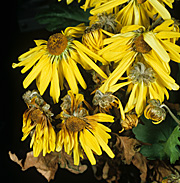Mould, moulds, grey, grey mould, grey moulds, botrytis, cinerea, botrytis cinerea, flower, flowers, chrysanthemum, chrysanthemums.