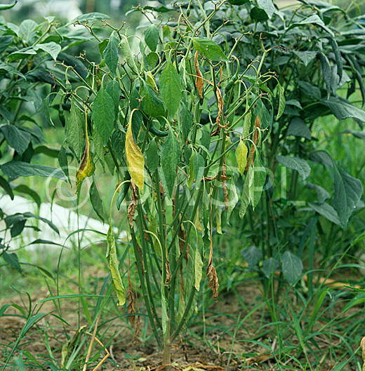 Bacterial wilt (Pseudomonas solanacearum) on matuture capsicum chilli