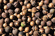 Australia, qld, queensland, nut, nuts, tree, trees, macadamia tree, macadamia trees, macadamia nut, macadamia nuts, macadamia