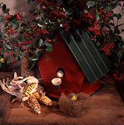 Christmas, christmas scene, christmas scenes, birdhouse, birdhouses, bird house, bird houses.
