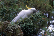 Animal, Animals, Australia, Bird, birds, Australian bird, Australian birds, cockatoo, cockatoos, sulphur-crested cockatoo, sulphur-crested, sulphur crested, sulphur-crested cockatoos, sulphur crested cockatoo, sulphur crested cockatoos, parrot, parrots, white, white cockatoo, white cockatoos, greater sulfur, greater sulfur-crested, great sulfur-crested cockatoo, greater sulfur crested cockatoos,