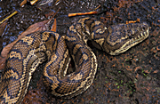 Australia, australian, animal, animals, reptile, reptiles, Snake, Snakes, python, pythons, carpet, carpet python, carpet pythons, morelia, Morelia spilota, spilota.