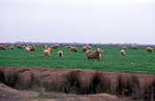 Farming, Farmland, farm, farms, animal, animals, sheep, meat industry, meat trade, wagga, livestock, Agriculture.