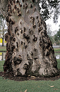 Australia, Tree, Trees, trunk, trunks, tree trunk, tree trunks, deniliquin, NSW, New South Wales.