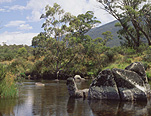 Australia, New South Wales, river, rivers, thredbo, water, alps, australian alps, snowy mountains, great dividing range, thredbo river.