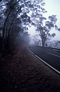 Austraila, SA, South Australia, Adelaide, Adelaide Hills, road, roads, sealed, sealed road, sealed roads, fog, mist, tree, trees.