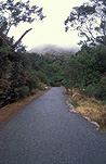 Austraila, SA, South Australia, Adelaide, Adelaide Hills, road, roads, sealed, sealed road, sealed roads, fog, mist, tree, trees.