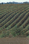 Australia, South Australia, SA, Barossa, Barossa valley, winery, wineries, grapevine, grapevines, agriculture, vineyard, vineyards, vine, vines, rural, rural scene, rural scenes, farmland, farming land.