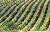 Agriculture, Australia, Fruit, Grape, Grapes, Vine, vines, vineyard, vineyards, grapevine, grapevines, grape vine, grape vines, vitis, industry, wine, wine industry, rural, rural scene, rural scenes, South Australia, SA, Barossa, Barossa valley.