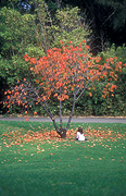 Australia, people, child, children, female, females, girl, girls, lawn, lawns, autumn, autumn foliage, autumn scene, autumn scenes, tree, trees, autumn leaves, autumn scene, autumn scenes, lawn, lawns, outdoors.