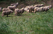 Animal, animals, sheep, livestock, merino, merinos, meat industry, meat trade, agriculture, australia, sa, south australia, merino sheep, adelaide hills, adelaide.
