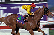 Australia, sa, south australia, adelaide, race, races, racing, animal, animals, horse, horses, brown, brown horse, brown horses, jockey, jockeys, hat, hats, sign, signs, horse race, horse races, horse racing.