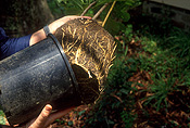 Gardener, gardeners, gardening, hand, hands, pot, pots, potting, repotting, garden pot, garden pots, outdoor pot, outdoor pots.