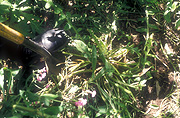 Gardener, gardeners, gardening, perennial, perennials, dig, digs, digging, shovel, shovels, shovelling, spade, spades, tool, tools, garden tool, garden tools, foot, feet.