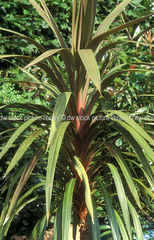 stock photo image: Cordyline, cordylines, cordyline australis, australis, cabbage tree, cabbage trees, palm lily, palm lilies, grass palm, grass palms, liliaceae, sundance.