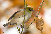 Australia, australian, australian bird, australian birds, bird, birds, white-eye, white-eyes, songbird, songbirds, zosteropidae, zosterops, lateralis, zosterops lateralis, silvereye, silvereyes, silver eye, silver eyes, autumn, autumn foliage.