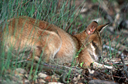 Animal, Animals, Australia, Australian, Australian animal, Australian animals, macropod, macropods, macropus, mammal, mammals, marsupial, marsupials, wallabia, kangaroo, kangaroos, wallaby, wallabies, agile, agile wallaby, agile wallabies, macropus, agilis, macropus agilis.