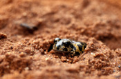 Animal, animals, frog, frogs, amphibian, amphibians, amphibia, mating, frogs mating, Australia, australian, kunapalari, kunapalari frog, Kunapalari frogs, Neobacrachus kunapalari, neobacrachus, kunapalari, goldfields, WA, WEstern Australia.