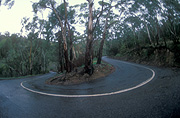 Road, roads, sealed road, sealed roads, tree, trees, eucalyptus, rain, wet, eucalyptus tree, eucalyptus trees, gum tree, gum trees, winding, bend, bends, winding road, winding roads, road bend, road bends, bend, bends, australia, south australia, sa.