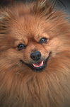 Animal, Animals, Dog, Dogs, pet, pets, domestic dog, domestic dogs, pet, pets.