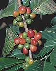 Agriculture, coffee, coffee bean, coffee beans, coffee plantation, coffee plantations, coffee growing, coffee berry, coffee berries, coffee plant, coffee plants, berry, berries.