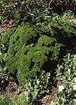 Food, garden, gardens, herb garden, herb gardens, Herb, herbs, parsley, curled, curled parsley, curly parsley, Petroselinum Crispum.